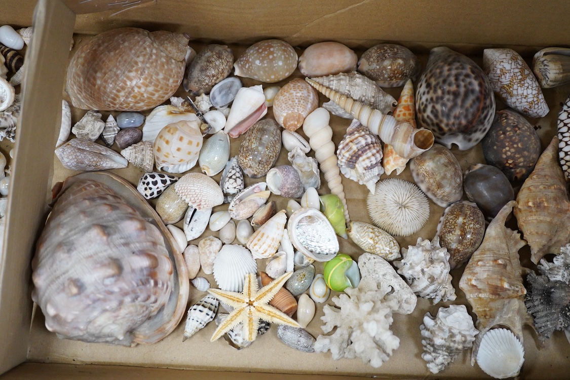 A selection of seashells and other marine invertebrates